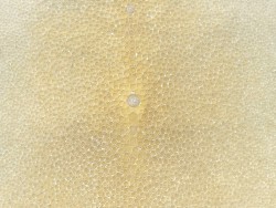 Peau de cuir de galuchat véritable exotique - Beige - Cuir en Stock