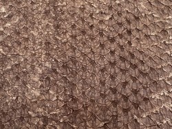 Cuir de poisson Perche du Nil - Brun tabac mat - Cuir en Stock