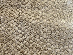 Détail écailles - peau cuir de poisson - Perche du Nil - Beige - maroquinerie bijoux - luxe exotique - Cuir en stock