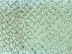 Cuir de poisson Perche du Nil mate - Vert d'eau - Cuir en Stock