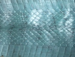 Peau de cuir de serpent cobra cirée - Bleu melville - Cuir en Stock