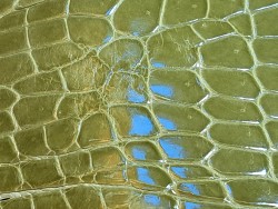 Tête de crocodile - vert pomme - bijoux - accessoires - cuirenstock