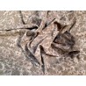 Demi peau de veau velours - camouflage - beige - cuir en stock