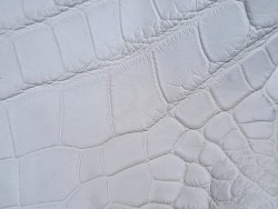 Morceau de crocodile véritable - Blanc mat - Cuirenstock