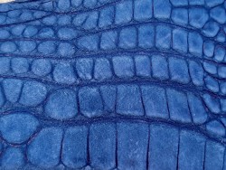 Morceau de cuir de crocodile nubuck - Bleu - Cuir en Stock