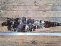 Cuir de crocodile véritable - Chocolat - Cuir en Stock