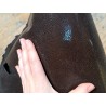 Grande peau de cuir de galuchat véritable - Marron foncé