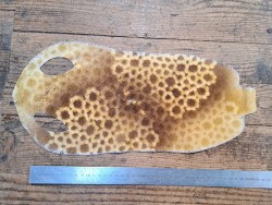 Peau de galuchat - perle centrale - cuir exotique - fleuri ocre - Cuir en stock