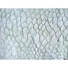 grande tilapia - marin - vert d'eau - cuirenstock