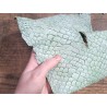 grande tilapia - marin - vert d'eau - Cuirenstock