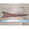 cuir cabillaud - poisson - maroquinerie - brun mat - cuirenstock