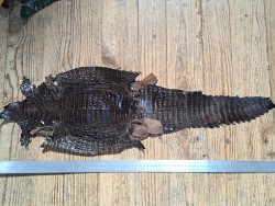Peau entière de cuir de crocodile véritable - Café