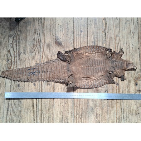 Peau entière de cuir de crocodile véritable - Café