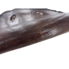 Peau de cuir de galuchat véritable - Marron chocolat - Cuir en Stock