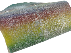 Peau de cuir de galuchat véritable exotique -Multicolore- Cuirenstock