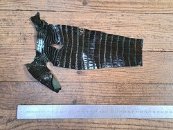 Peau de crocodile vert forêt - Cuir en Stock