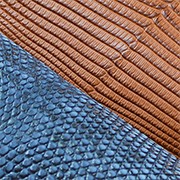 Lézard